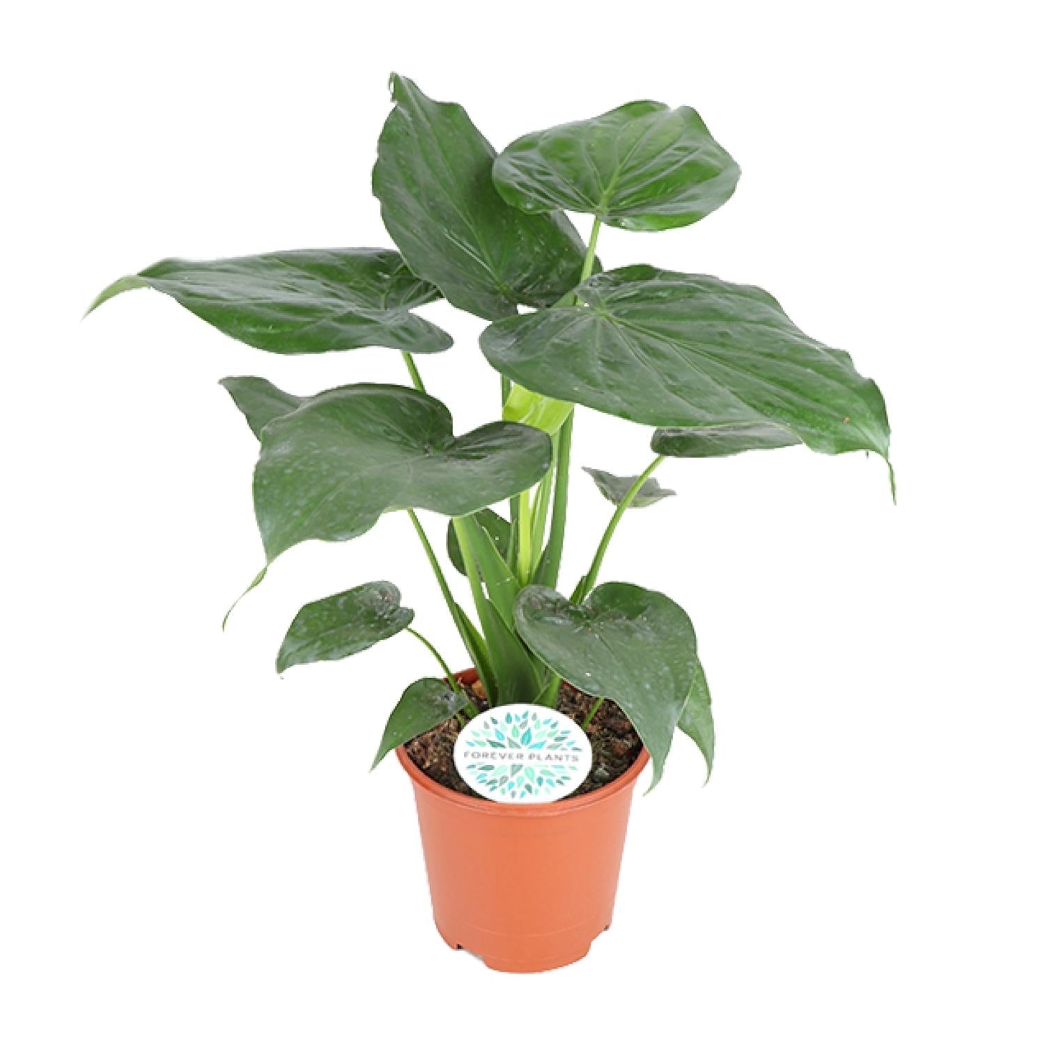 Alocasia