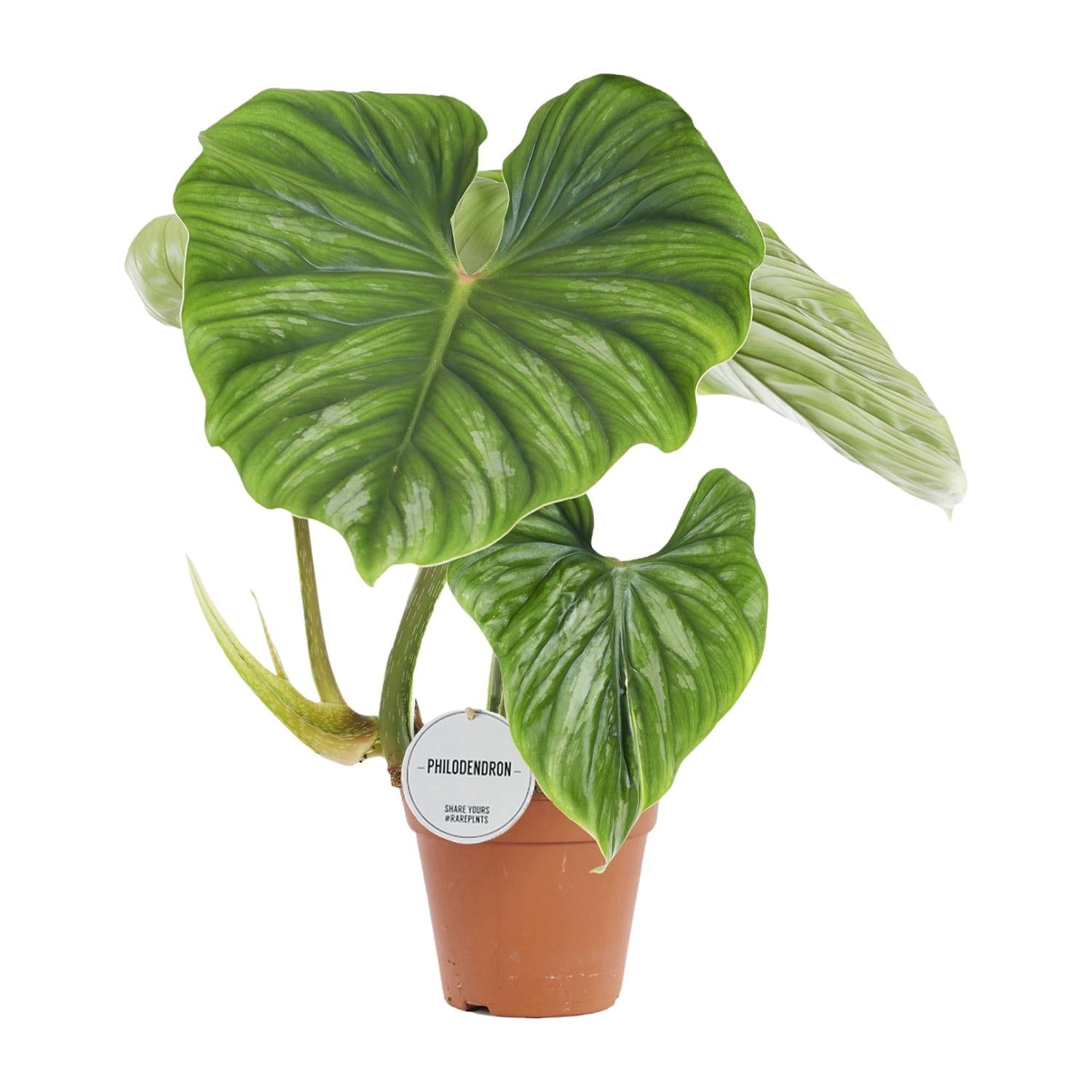 Philodendron