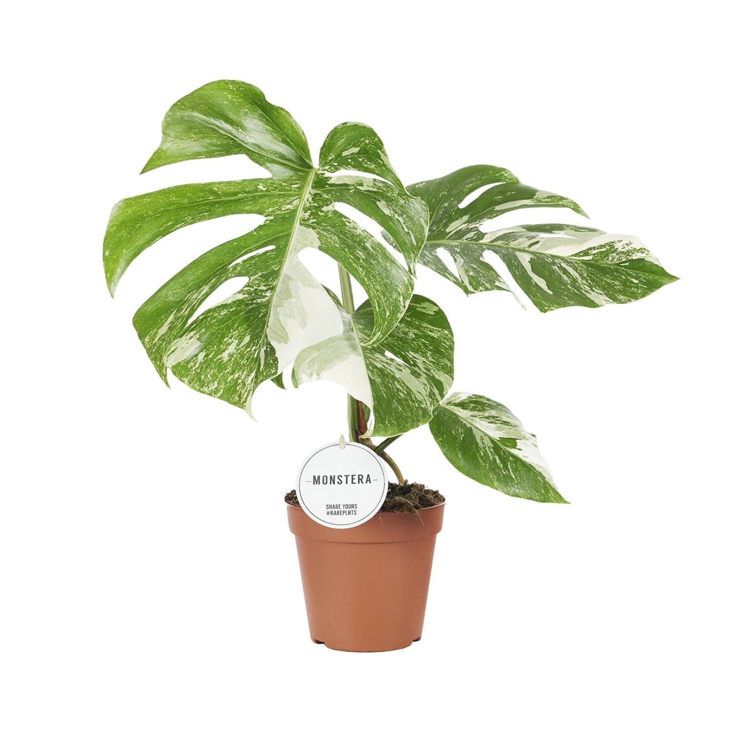 Monstera