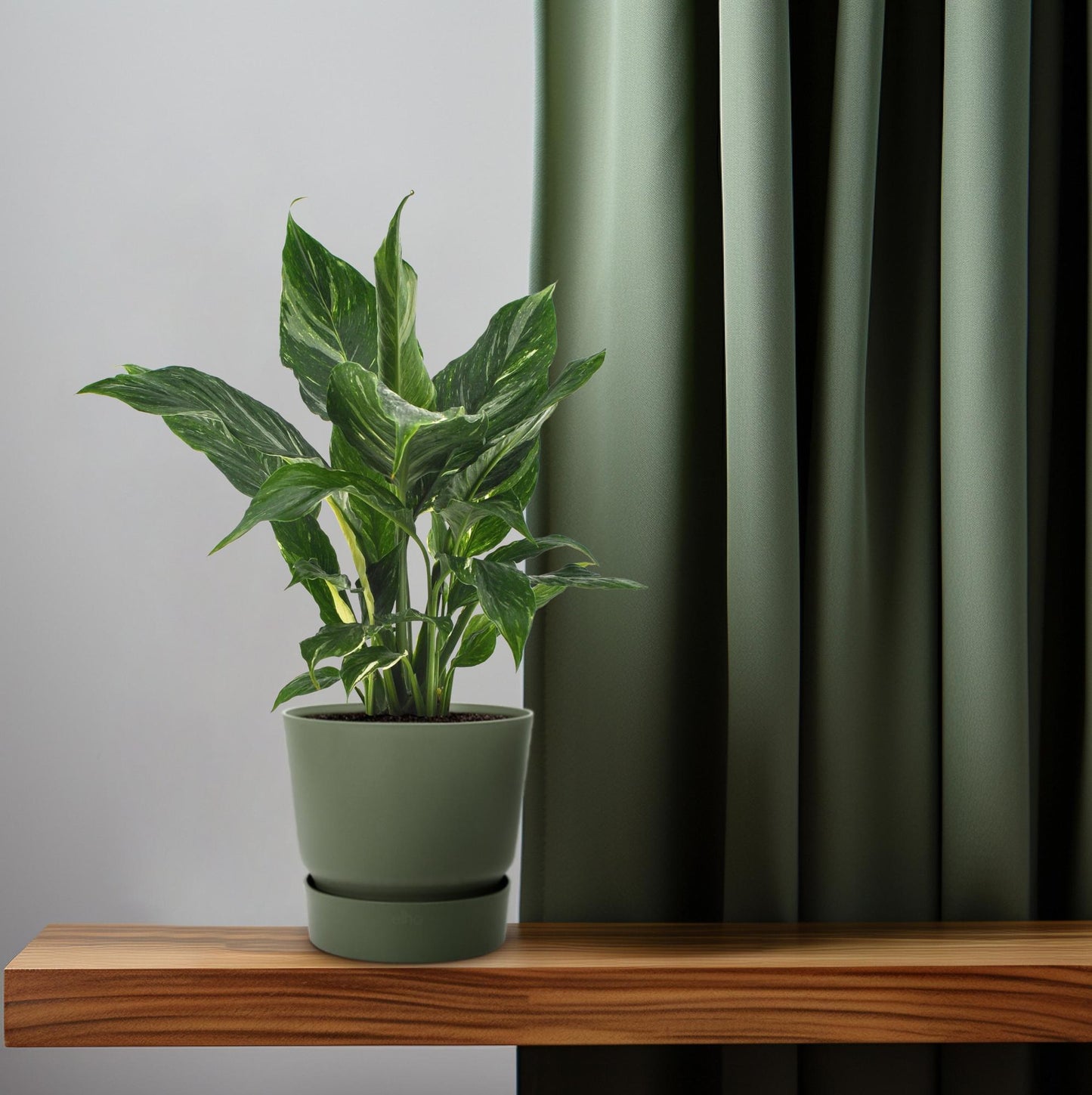 Einblatt Spathiphyllum Diamond