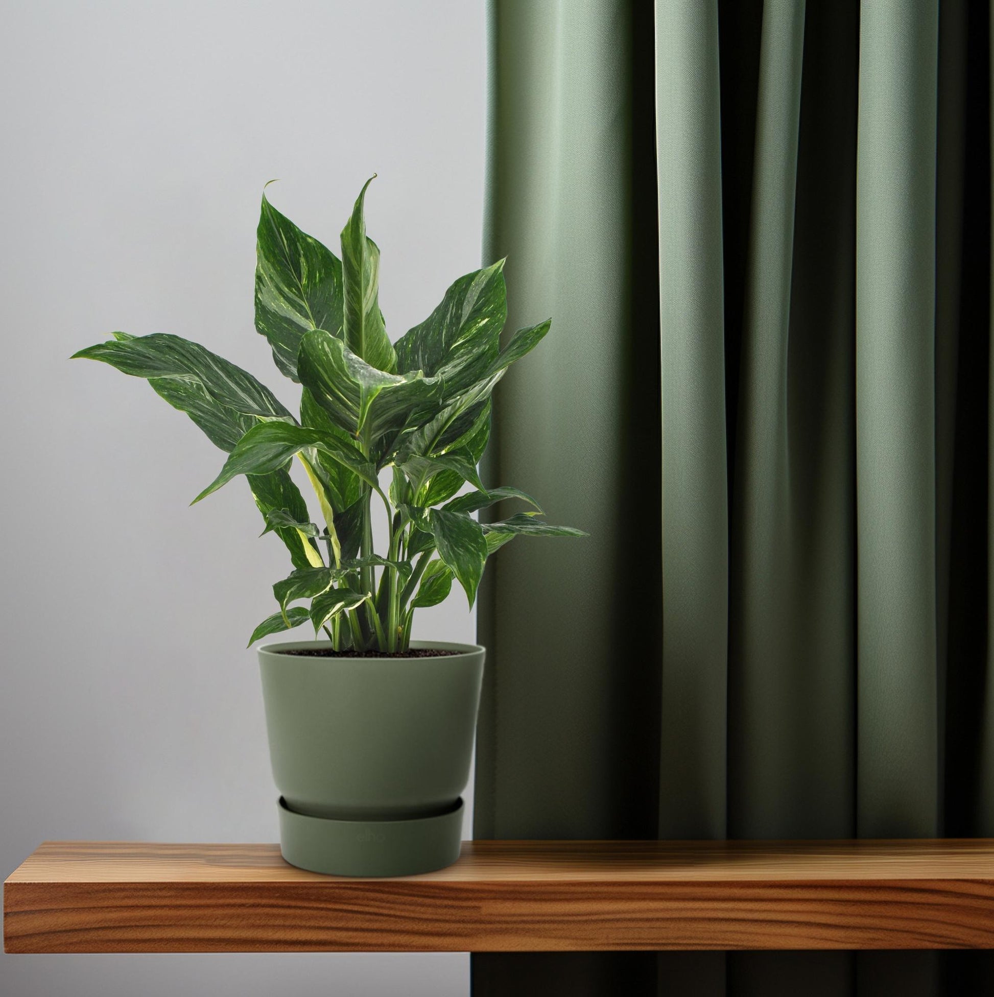 Einblatt Spathiphyllum Diamond