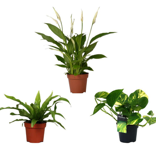Luchtzuiverende mix - 3 stuks - Ø12cm - ↕20/45cm - Plantabulous