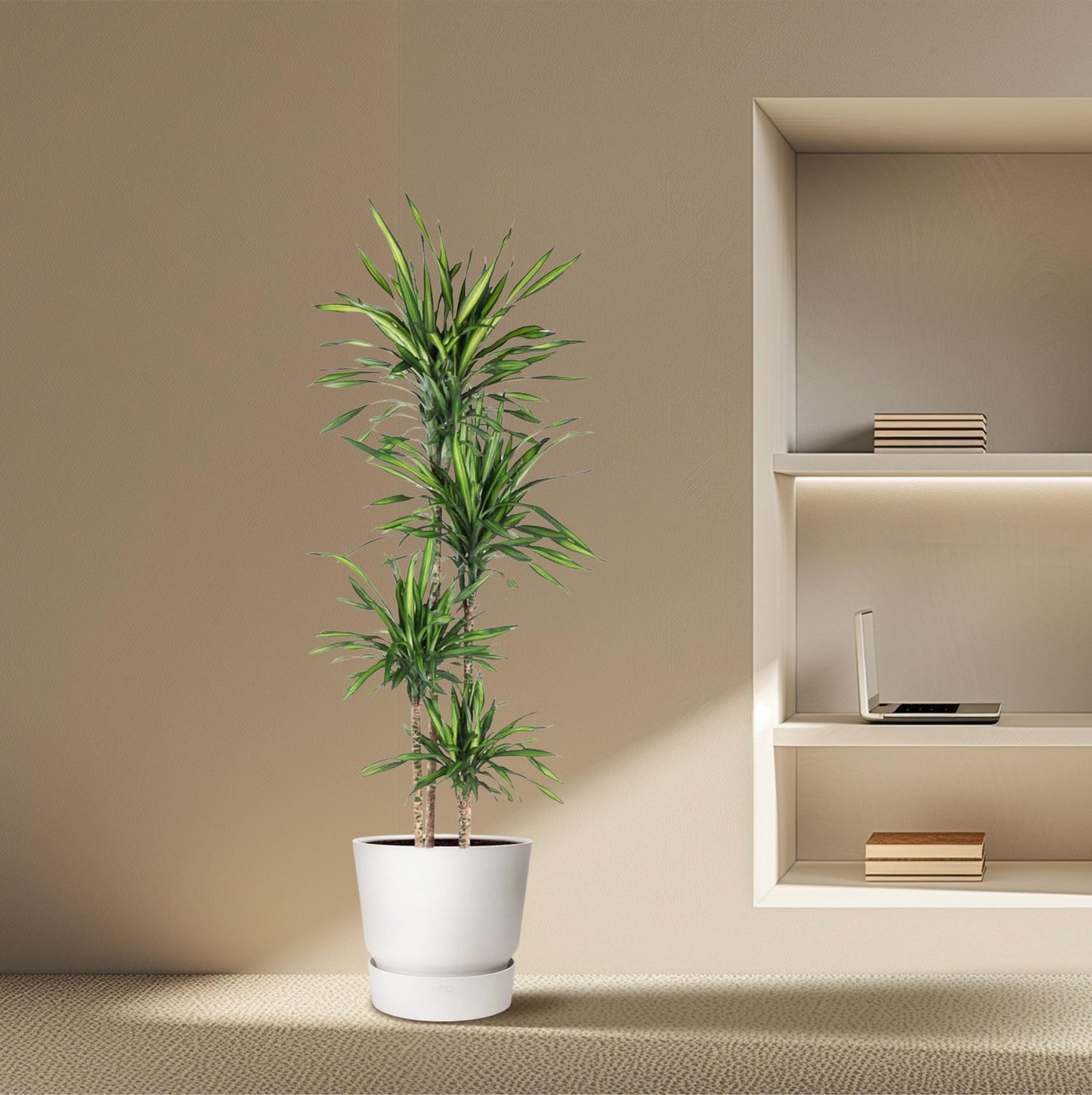drachenbaum Dracaena