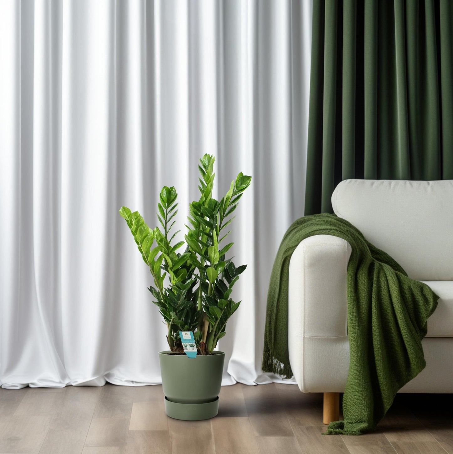 gluecksfeder Zamioculcas