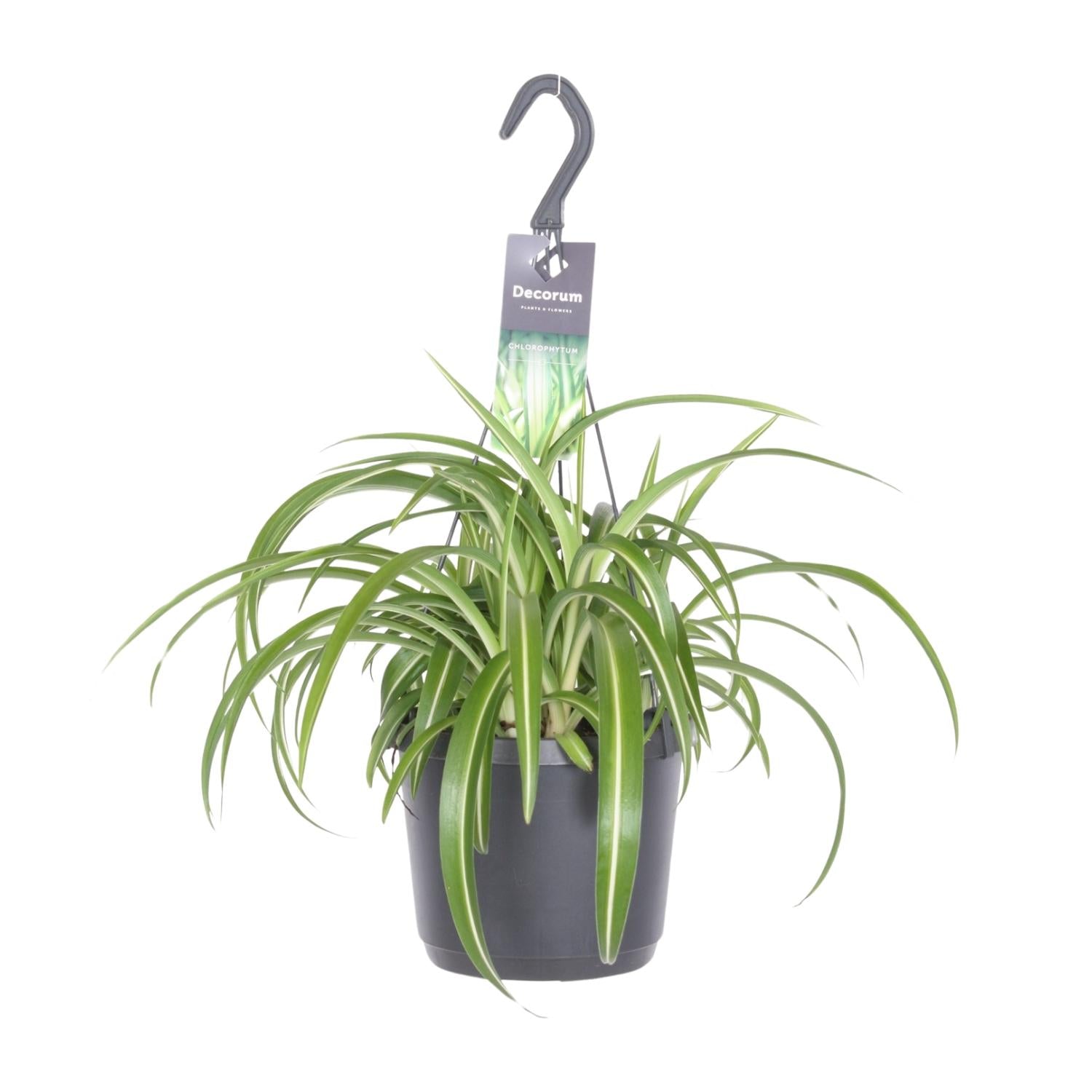 gruenlilie Chlorophytum comosum