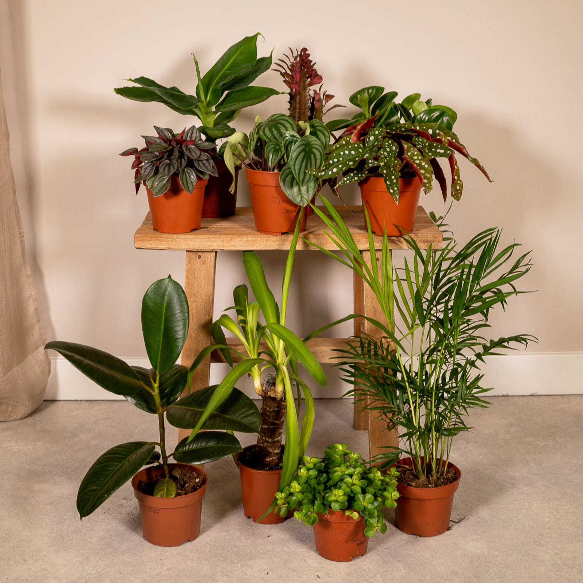 Pflanzen Set – 10 Pflanzen – Ø12 cm - Plantabulous