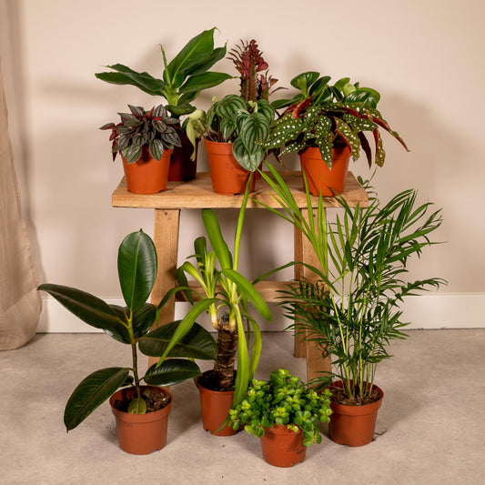 Pflanzen Set – 10 Pflanzen – Ø12 cm - Plantabulous