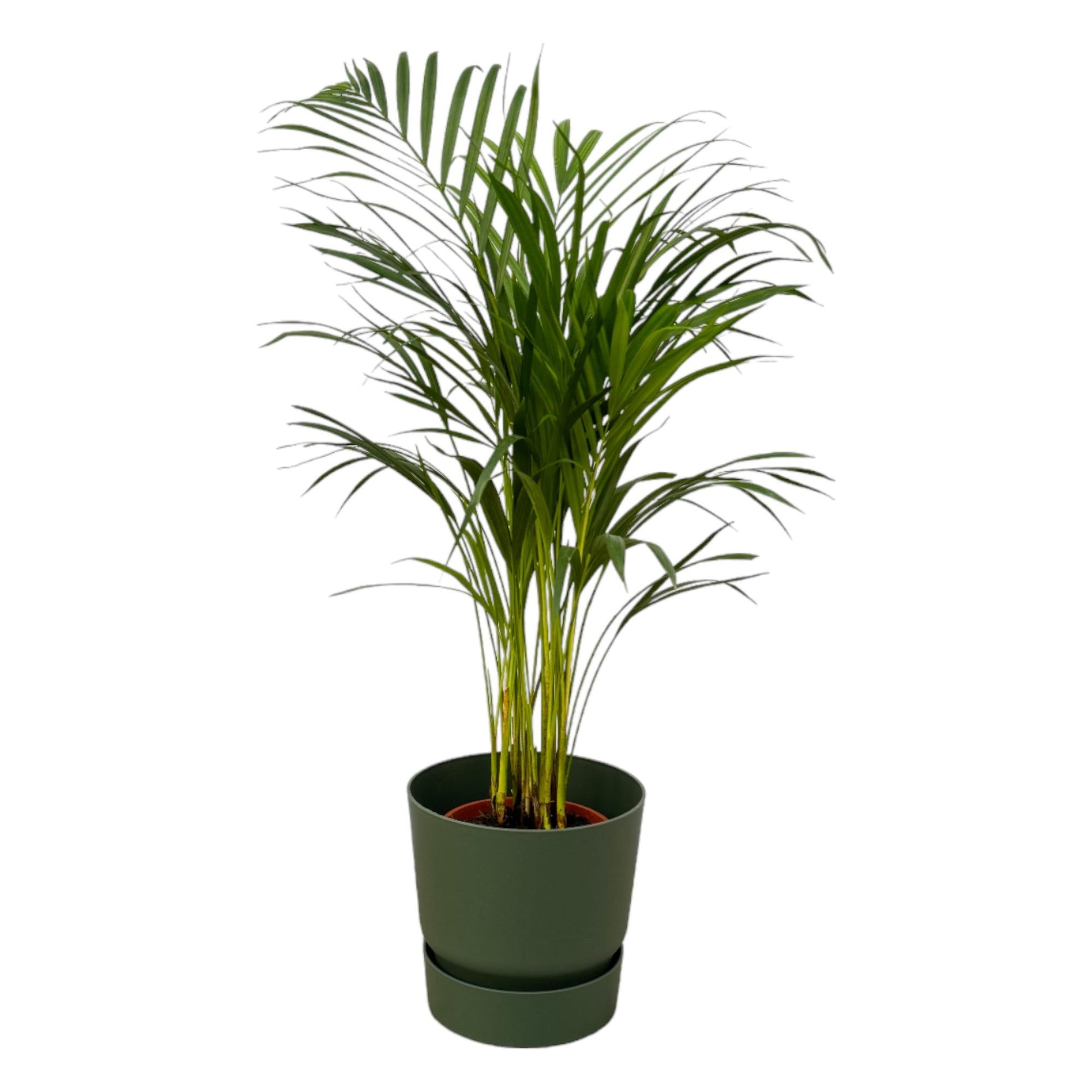 Areca Palme – Dypsis lutescens (inkl. Topf) – 85 cm – Ø19 cm - Plantabulous