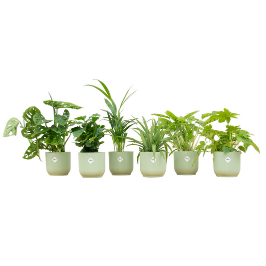 Überraschungsbox - 6 Pflanzen (inkl. Topf) - Ø14 cm - Plantabulous