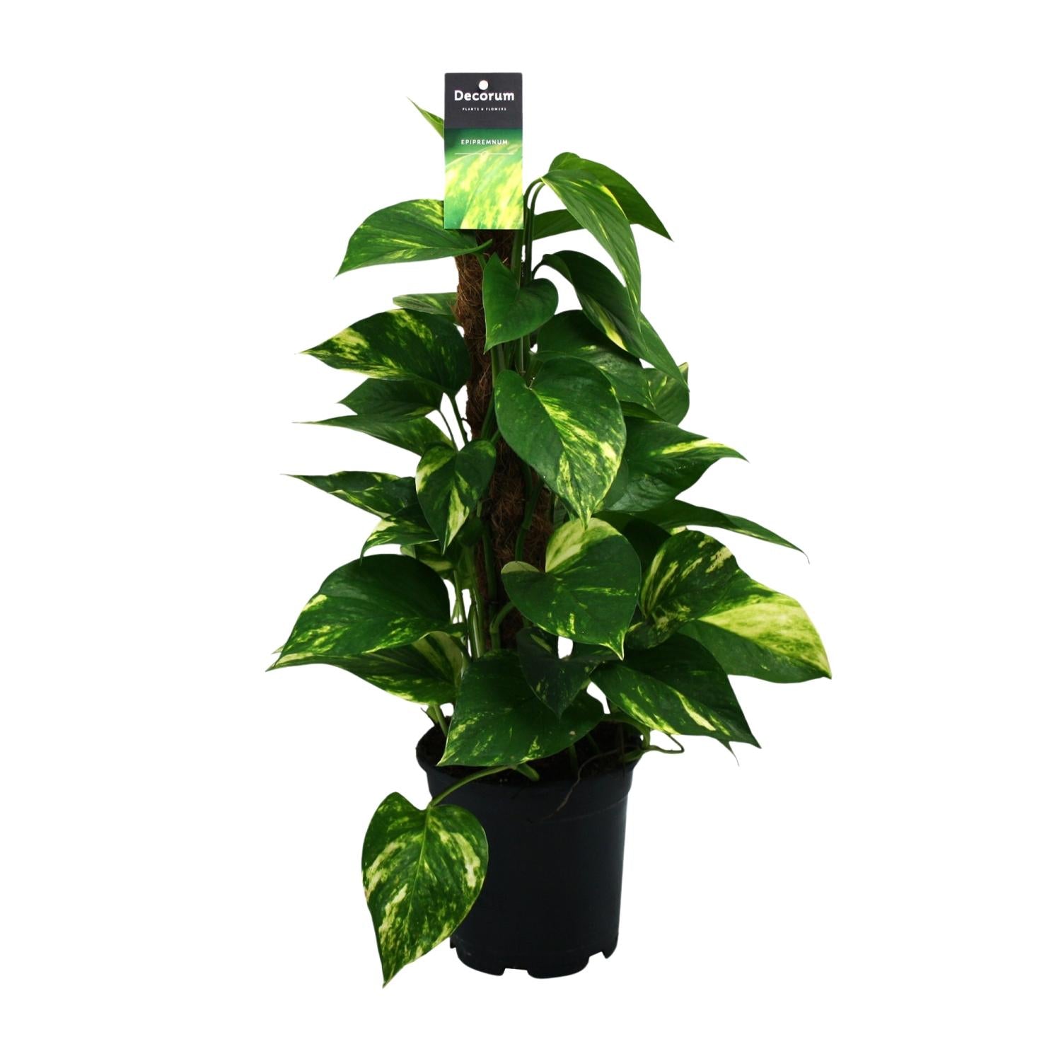 Scindapsus (Epipremnum) - Ø15cm - ↕50cm - Plantabulous