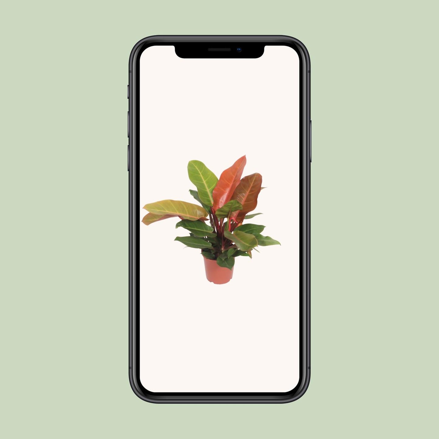 Philodendron – Philodendron 'Prince of Orange' – ↑45 cm – Ø17 cm