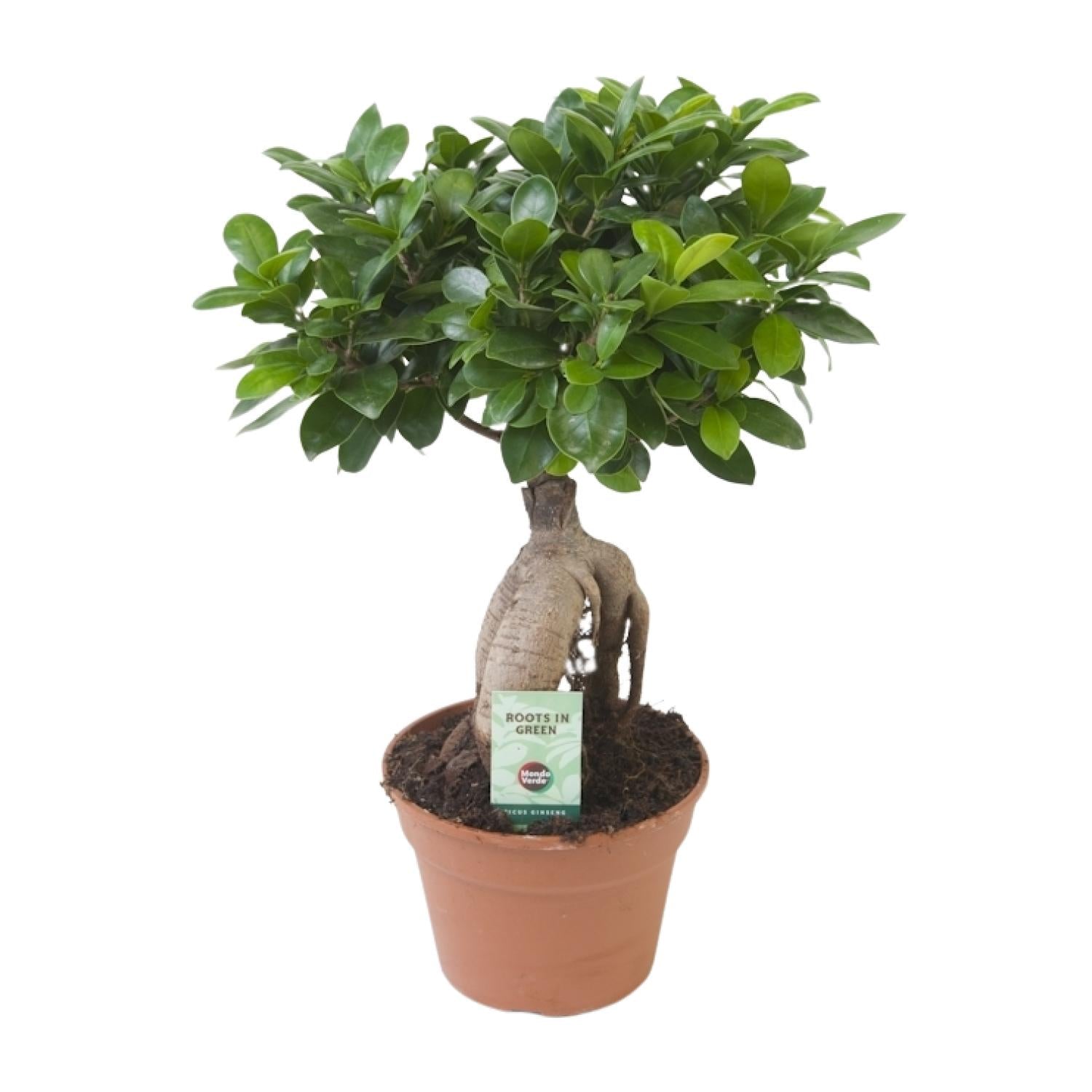 Ficus Ginseng - Ø17cm - ↕40cm - Plantabulous