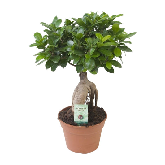 Ficus Ginseng - Ø17cm - ↕40cm - Plantabulous