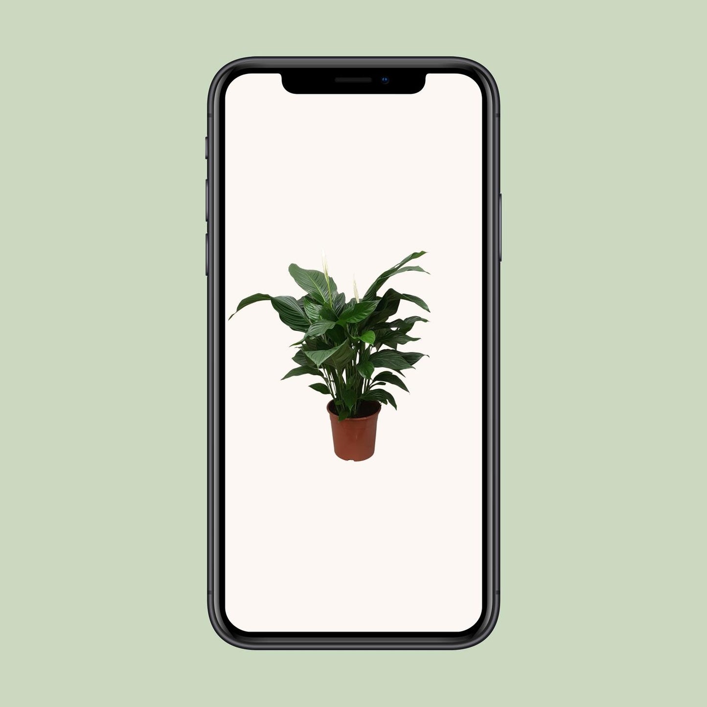 Spathiphyllum Sweet Silvana - Ø24cm - ↕80cm - Plantabulous