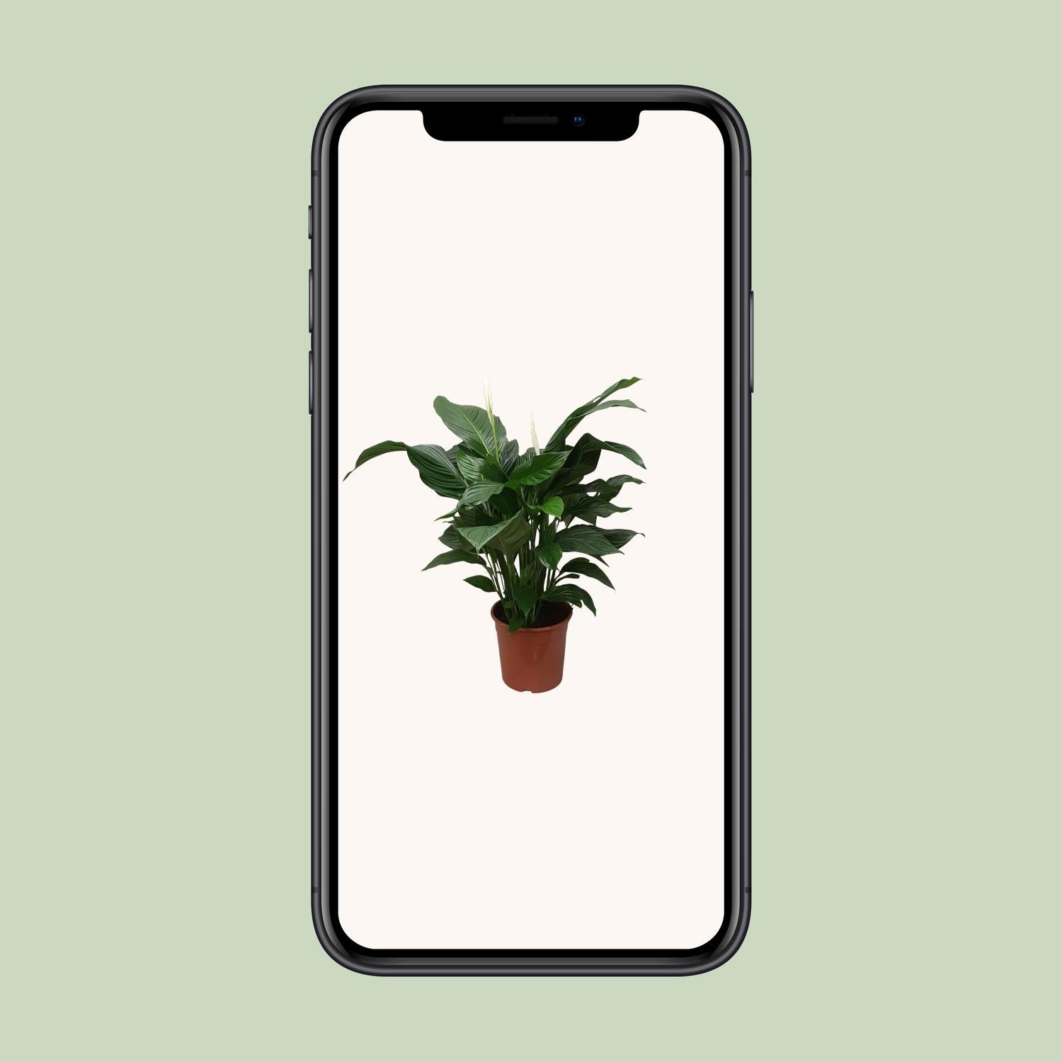 Spathiphyllum Sweet Silvana - Ø24cm - ↕80cm - Plantabulous