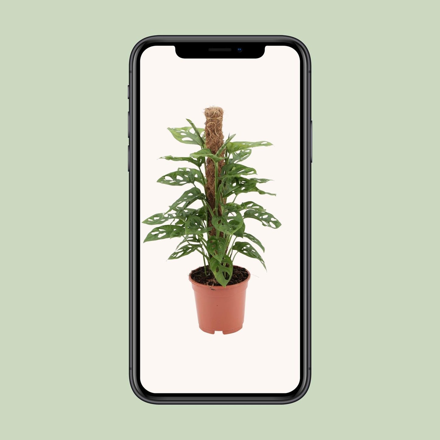 Monstera monkey - Ø17cm - ↕60cm - Plantabulous