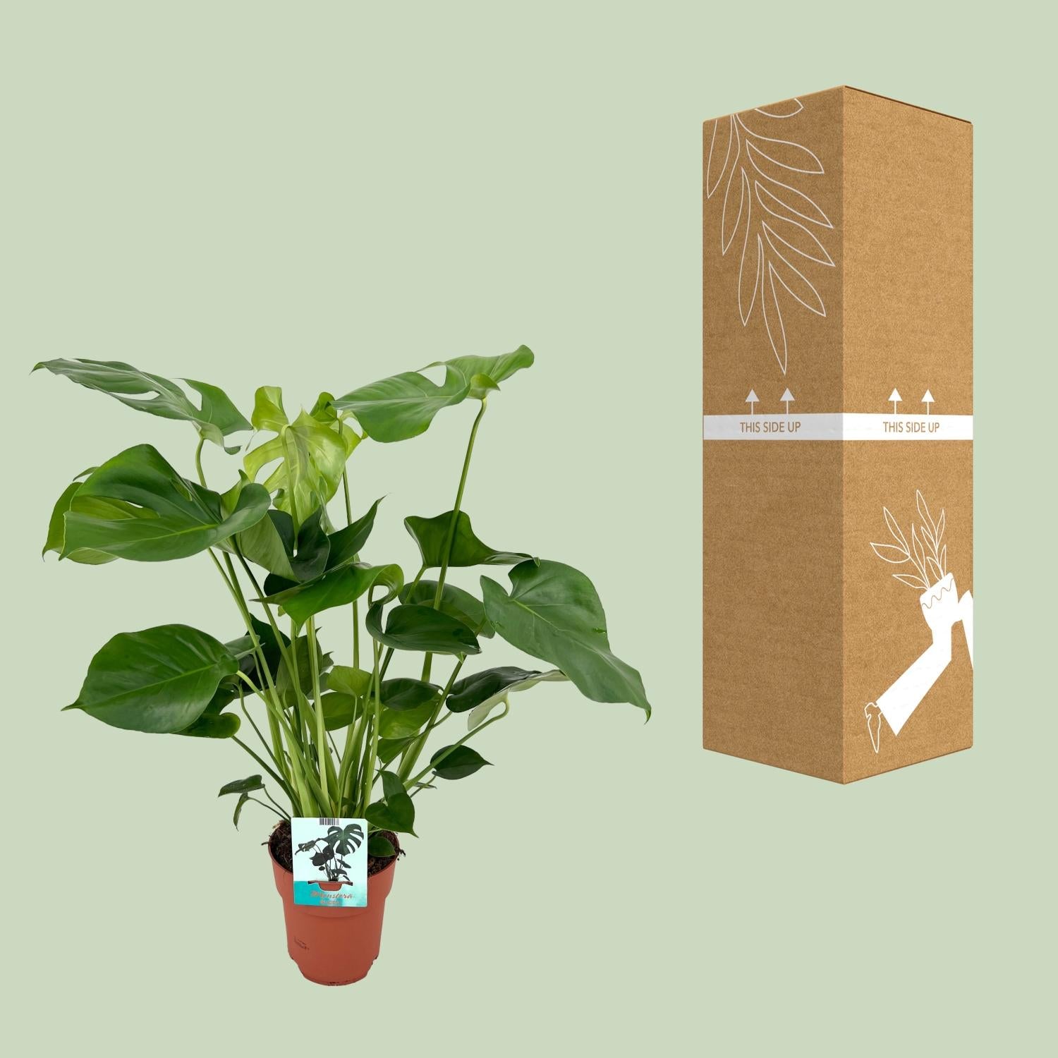 Fensterblatt – Monstera deliciosa – 60 cm – Ø19 cm - Plantabulous