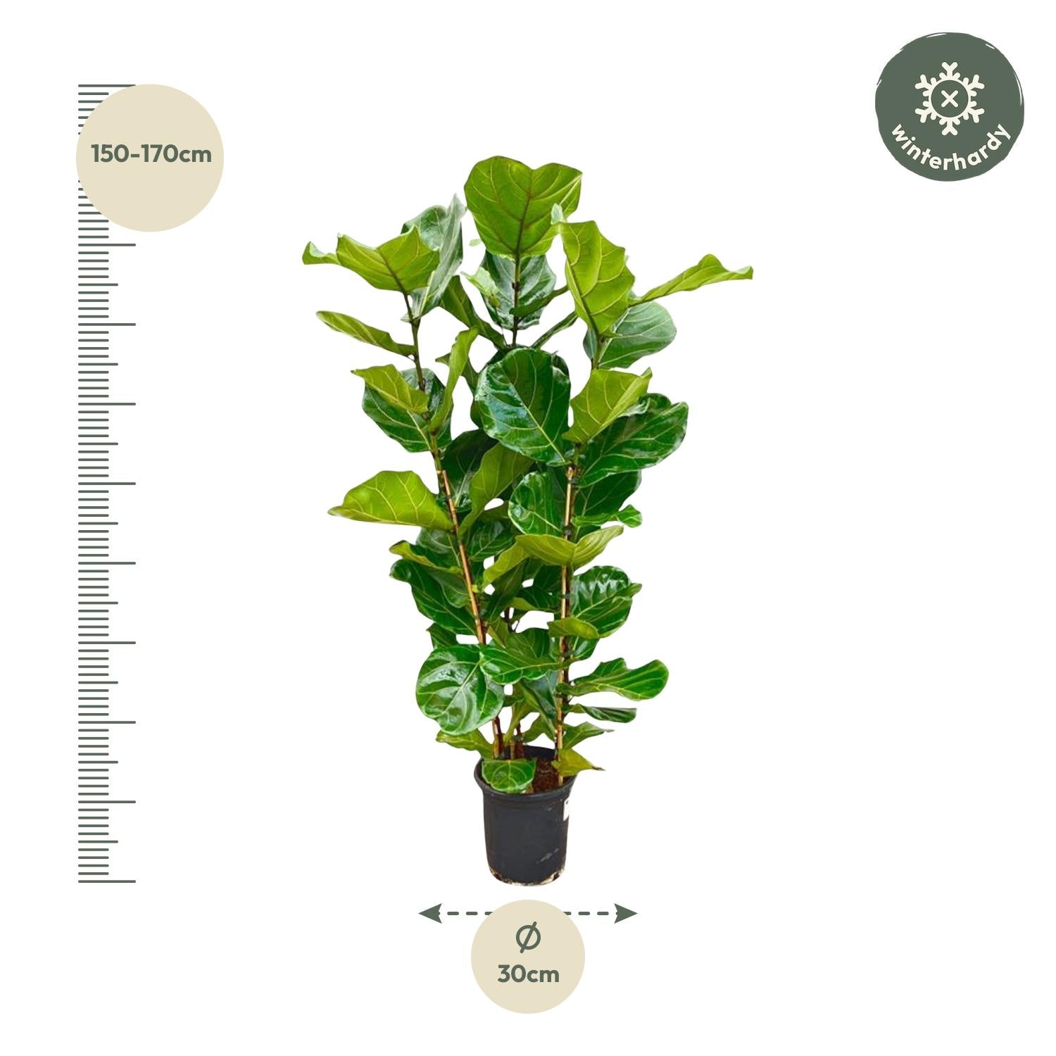 Geigenfeige – Ficus lyrata – 160 cm – Ø30 cm - Plantabulous