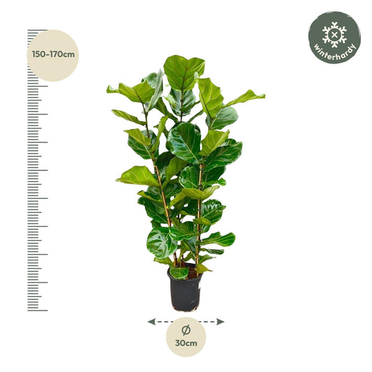 Geigenfeige – Ficus lyrata – 160 cm – Ø30 cm - Plantabulous
