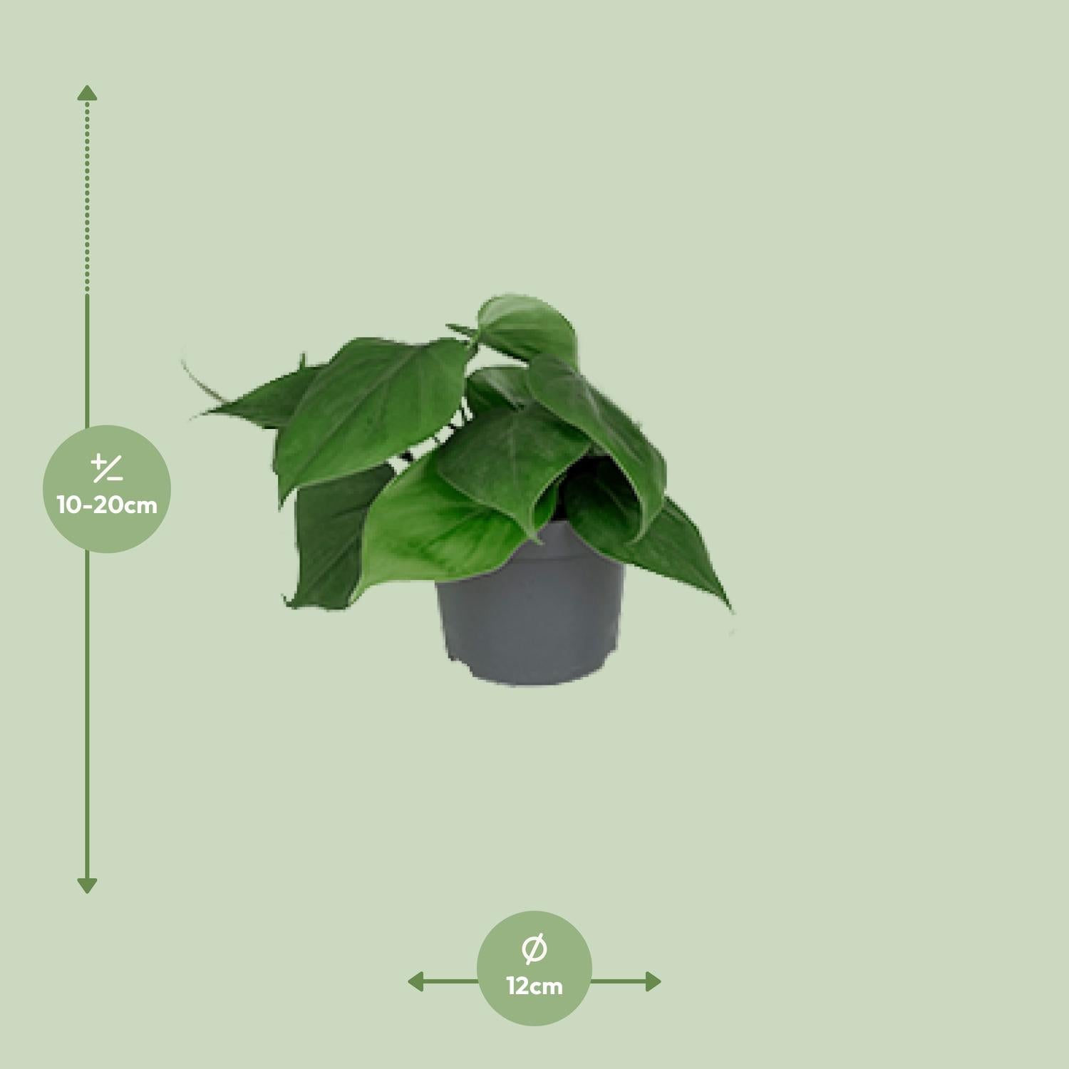 Philodendron – Philodendron scandens – 15 cm – Ø12 cm - Plantabulous