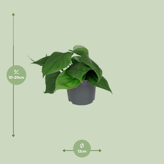 Philodendron – Philodendron scandens – 15 cm – Ø12 cm - Plantabulous