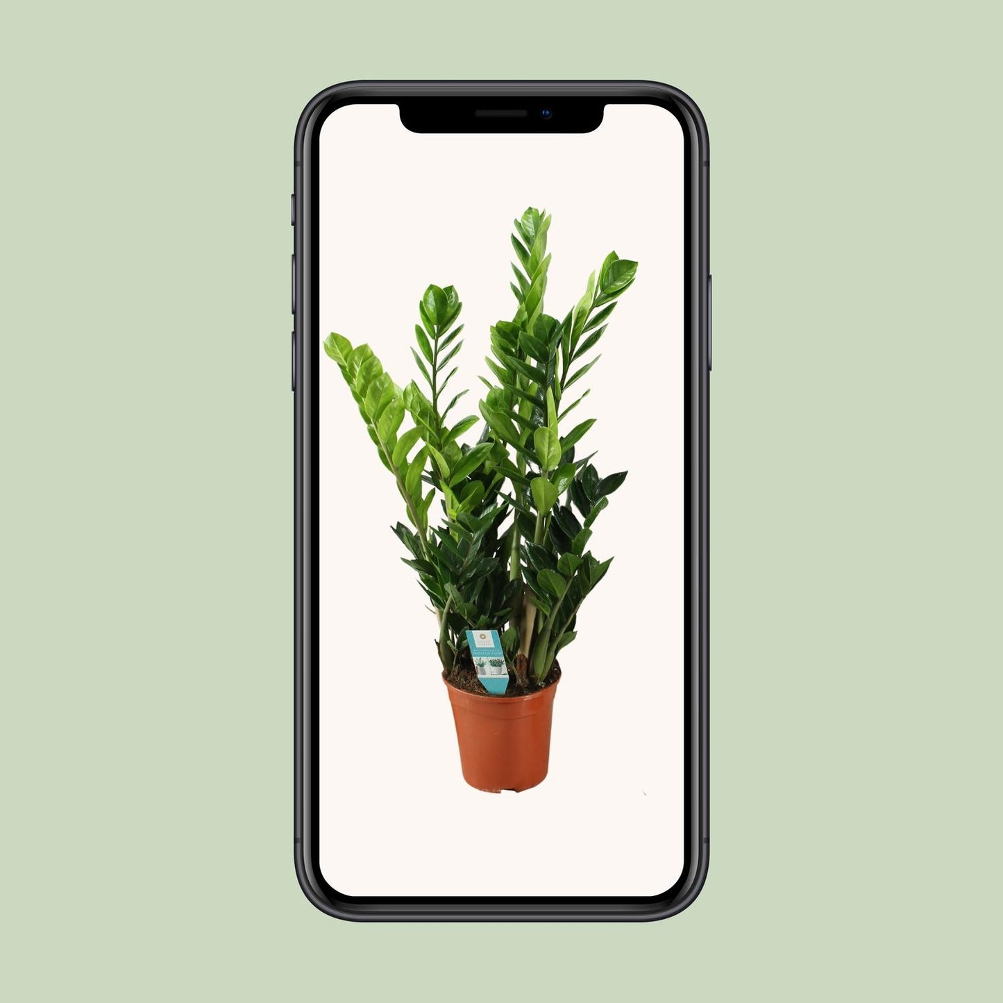 Zamioculcas 21cm - Ø21cm - ↕100cm - Plantabulous