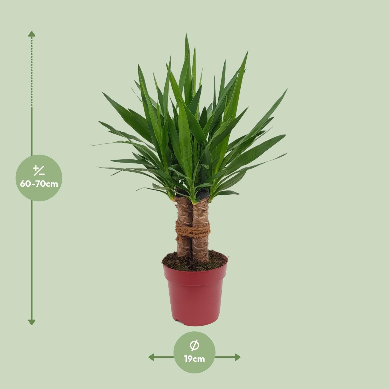 Yucca "Tres Cañas" 30 Stam P19 - Ø19cm - ↕70cm - Plantabulous