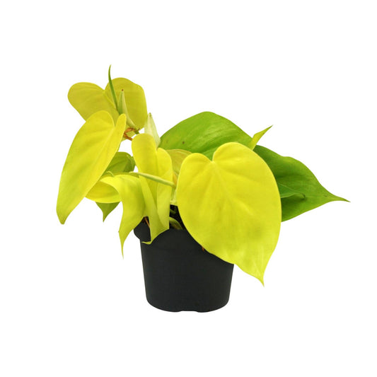 Philodendron – Philodendron 'Lime' – ↑20 cm – Ø12 cm