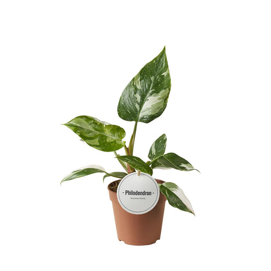 Philodendron White Princess - Ø12cm - ↕30cm - Plantabulous