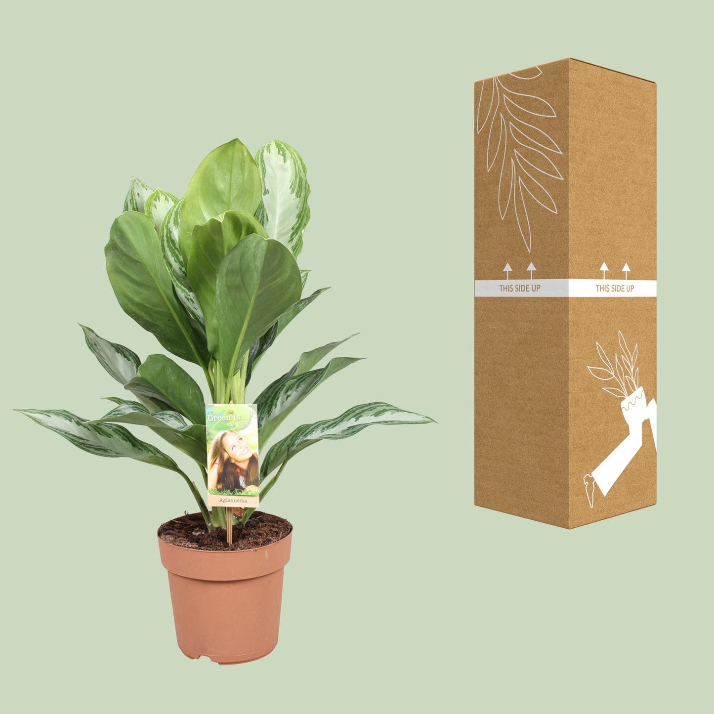 Chinesisches Immergrün – Aglaonema 'Silver Bay' – 55 cm – Ø17 cm - Plantabulous