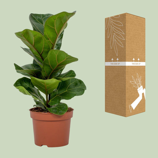 Geigenfeige - Ficus Lyrata - ↑30-60 cm - Ø12-17 cm