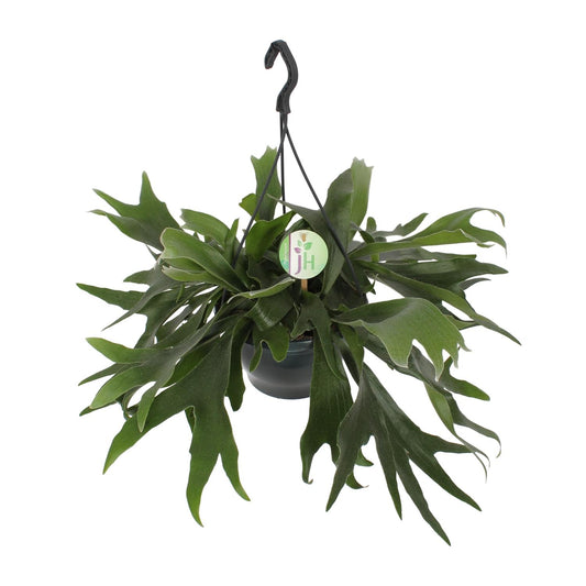 Geweihfarn – Platycerium Bifurcatum – ↑50 cm – Ø21 cm