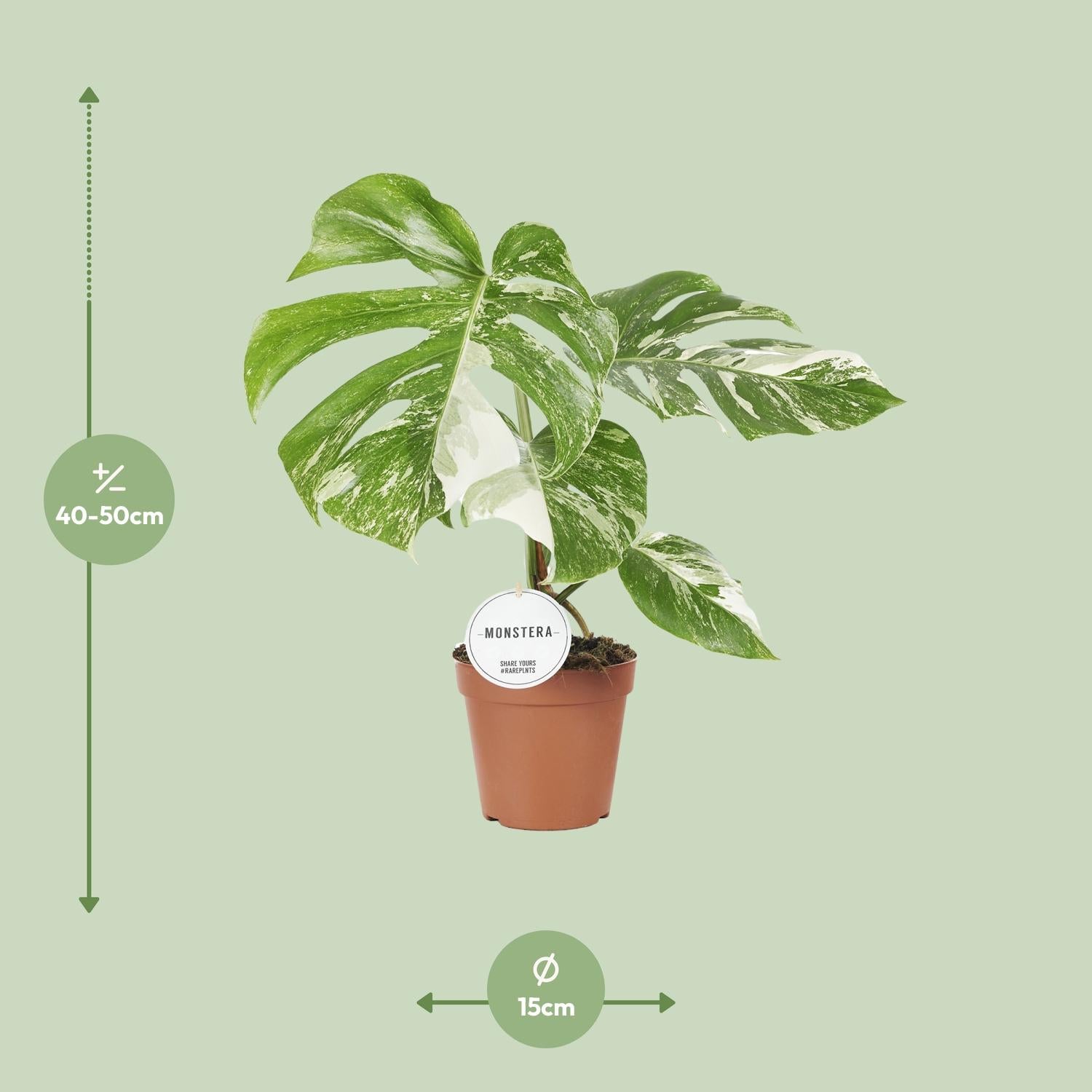 Monstera Deliciosa Variegata - Ø15cm - ↕45cm - Plantabulous