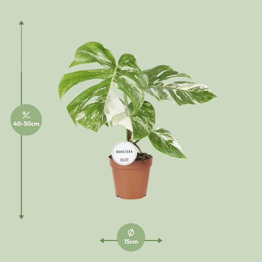 Monstera Deliciosa Variegata - Ø15cm - ↕45cm - Plantabulous