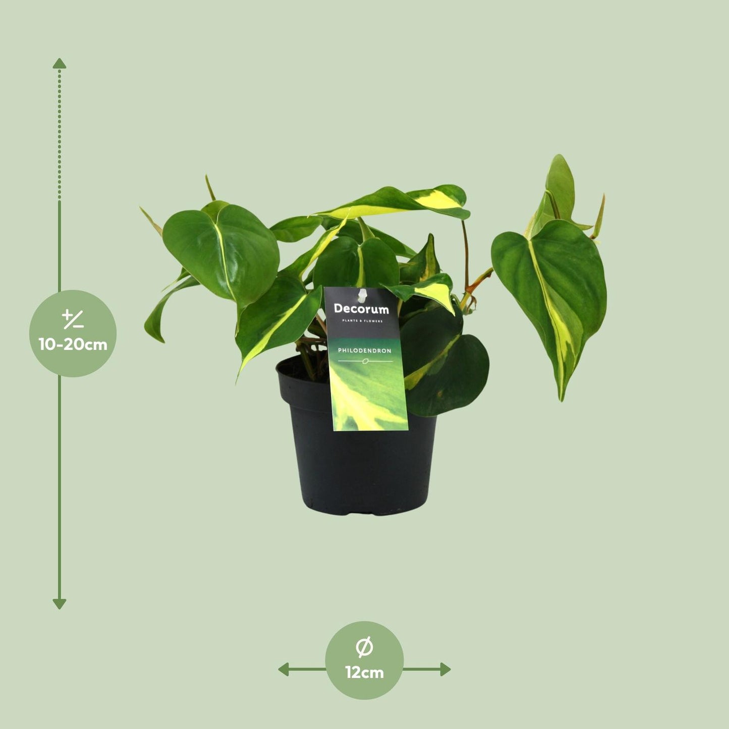 Philondendron Brasil Scandens - Ø12cm - ↕20cm - Plantabulous