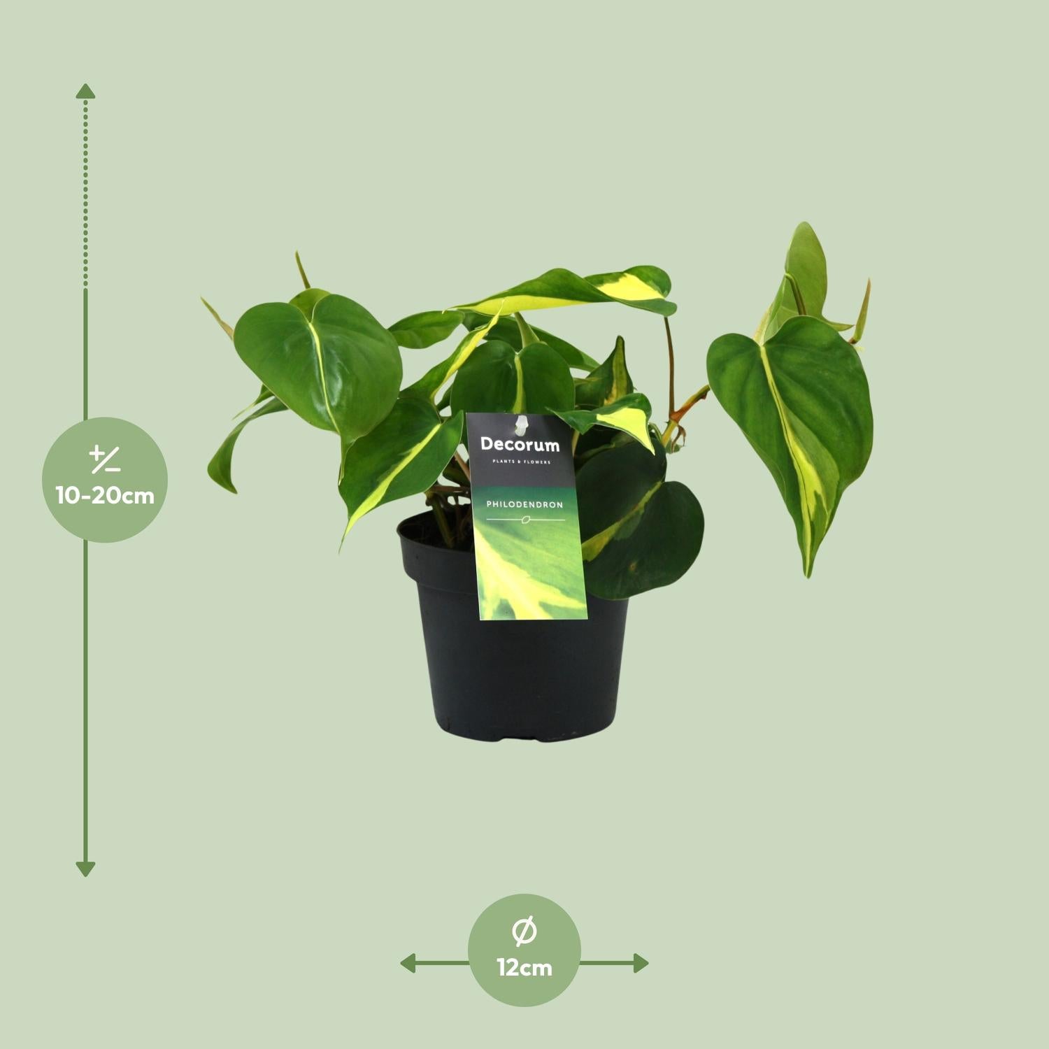 Philondendron Brasil Scandens - Ø12cm - ↕20cm - Plantabulous