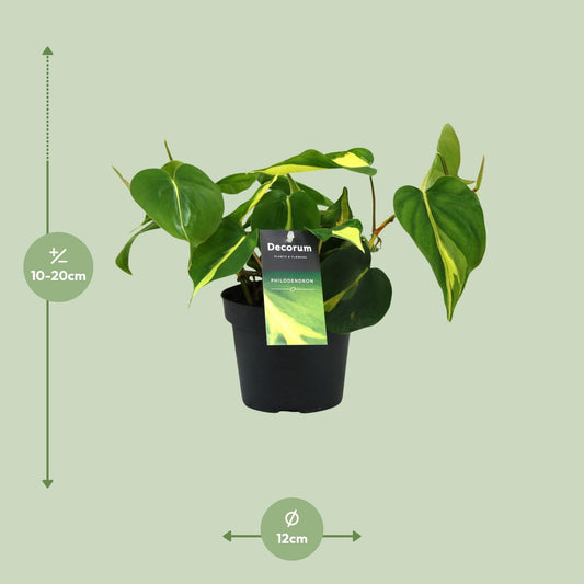 Philondendron Brasil Scandens - Ø12cm - ↕20cm - Plantabulous