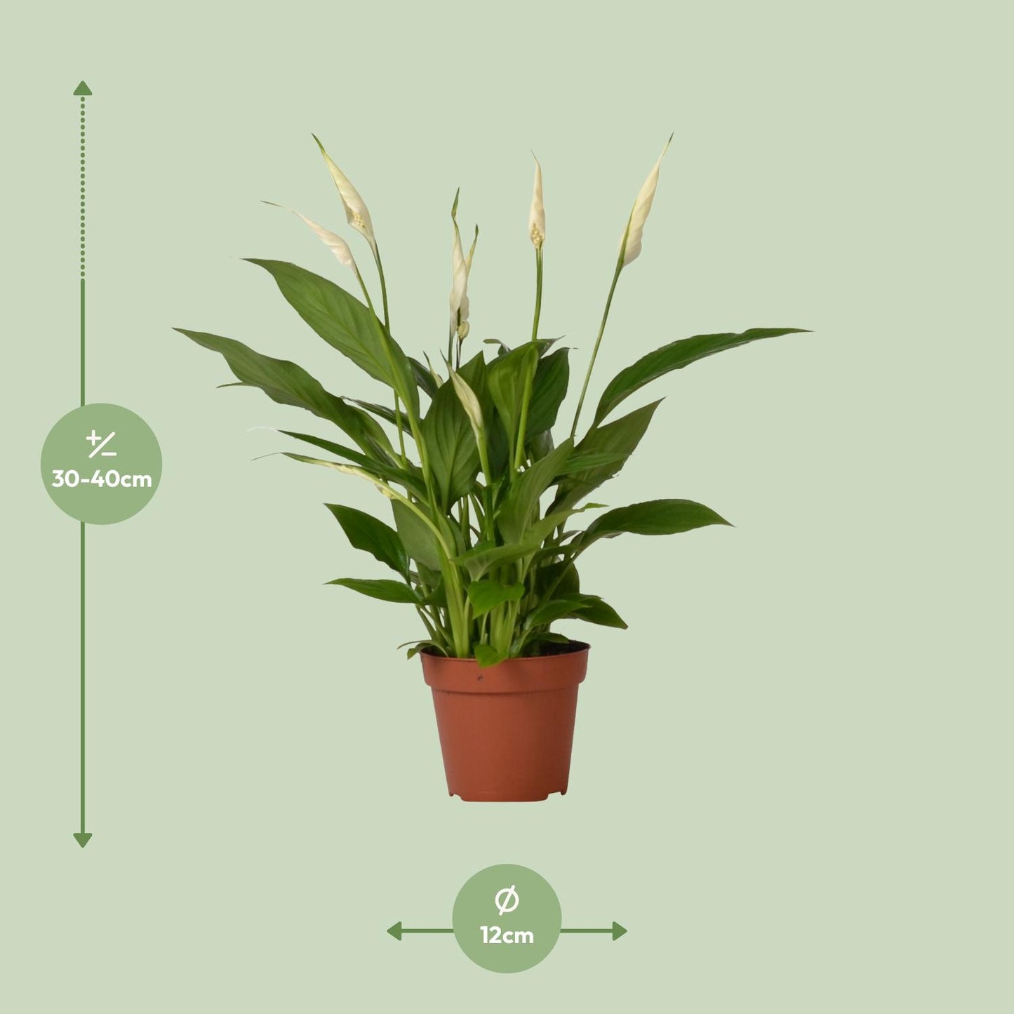 Einblatt – Spathiphyllum 'Bingo Cupido' – ↑45-80 cm – Ø12-19 cm