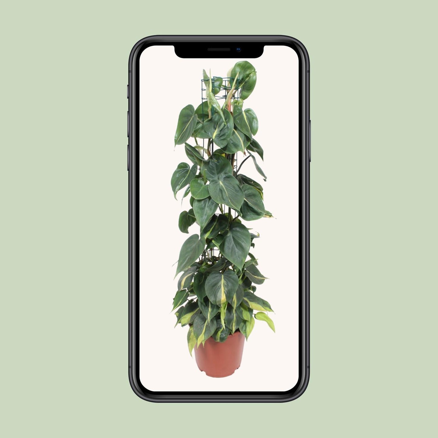Philodendron – Philodendron Scandens Brasil – ↑120 cm – Ø24 cm