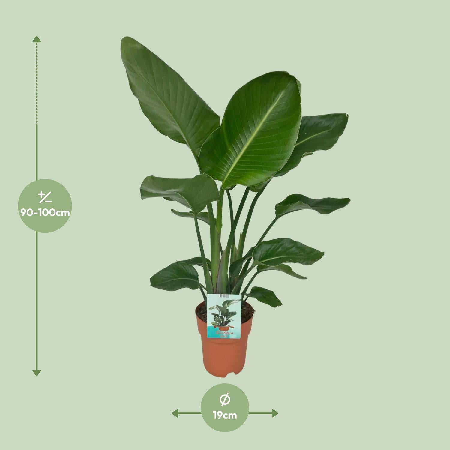 Paradiesvogelpflanze - Baum Strelitzie - Strelitzia nicolai – 90 cm – Ø19 cm - Plantabulous