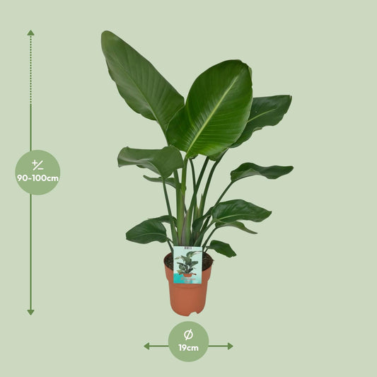 Paradiesvogelpflanze - Baum Strelitzie - Strelitzia nicolai – 90 cm – Ø19 cm - Plantabulous