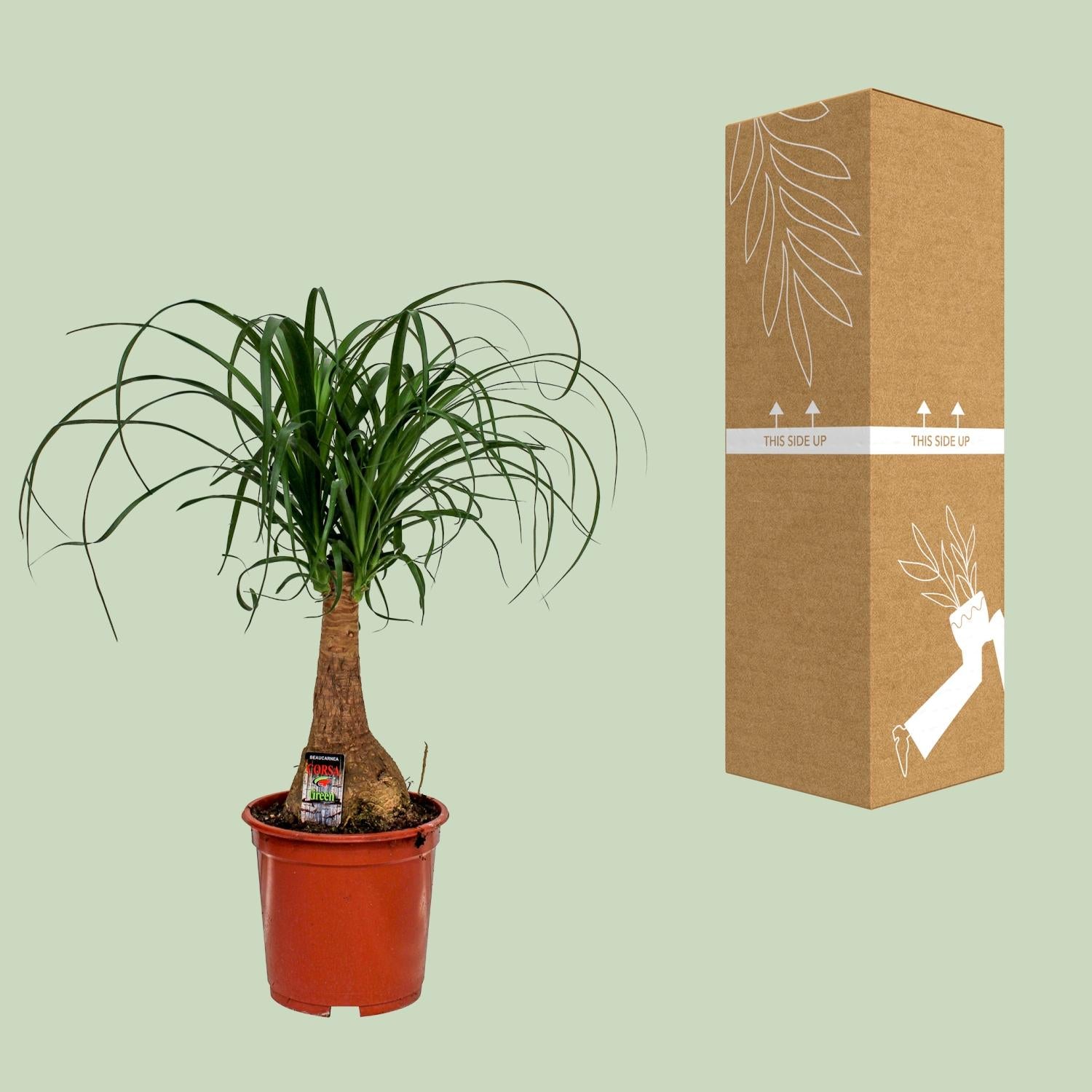 Beaucarnea Nolina - Ø19cm - ↕60cm - Plantabulous