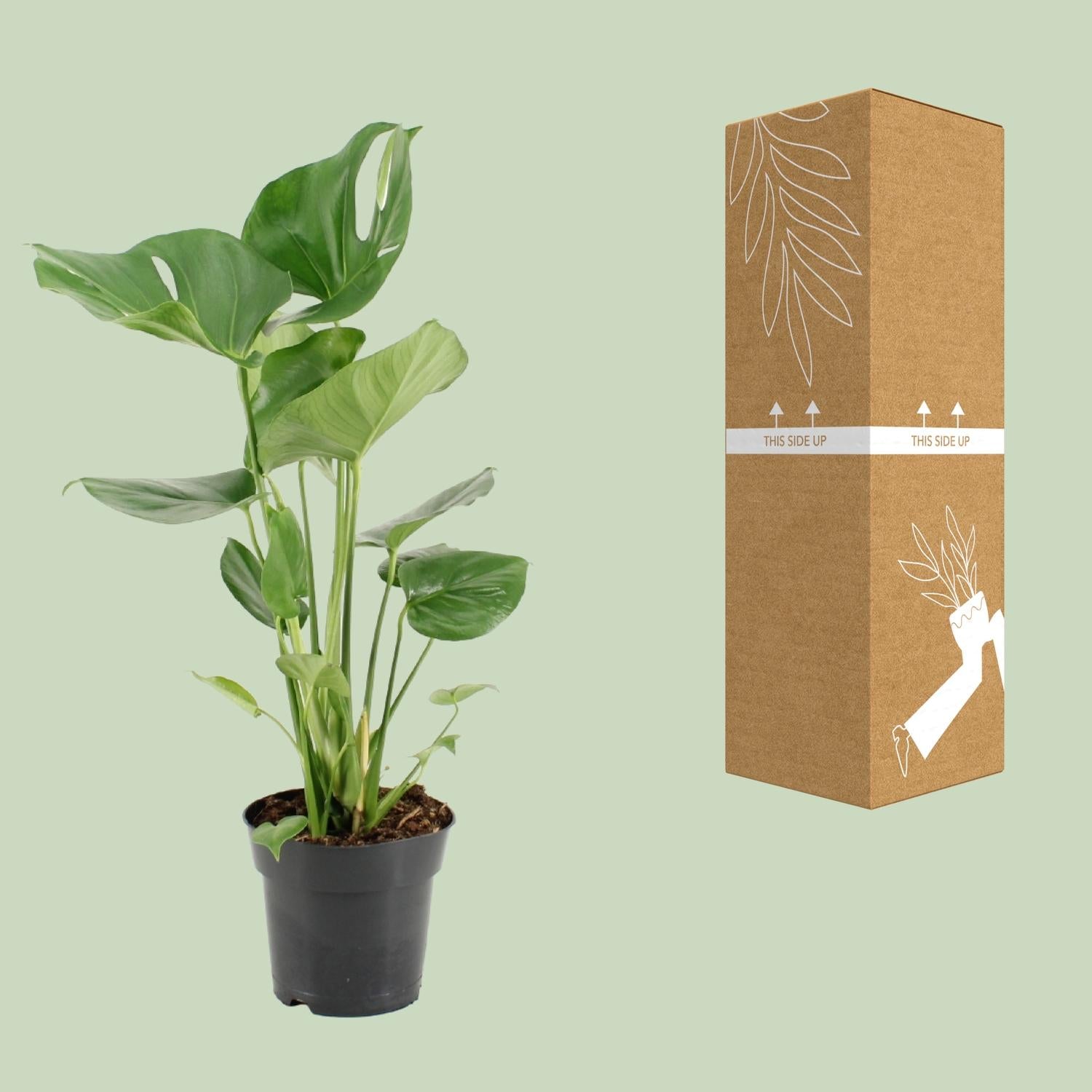 Monstera Deliciosa - Ø17cm - ↕60cm - Plantabulous