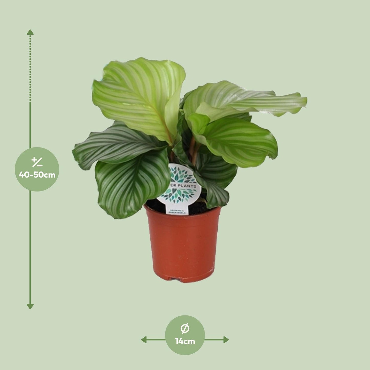 Calathea Orbifolia - Ø14cm - ↕45cm - Plantabulous