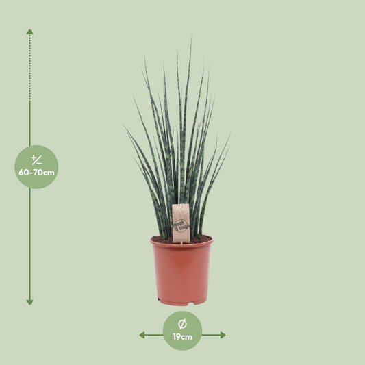 Bogenhanf – Sansevieria Fernwood 'Mikado' – ↑80 cm – Ø19 cm