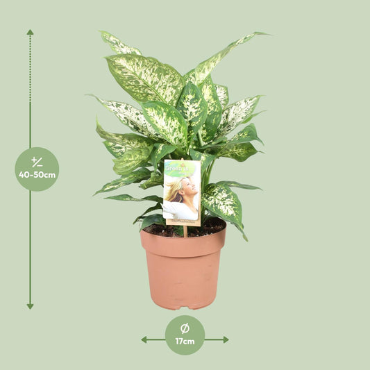 Dieffenbachie – Dieffenbachia Compacta – ↑45 cm – Ø17 cm