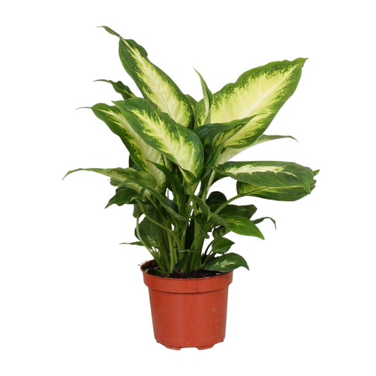 Dieffenbachie – Dieffenbachia Camilla – ↑35 cm – Ø12 cm