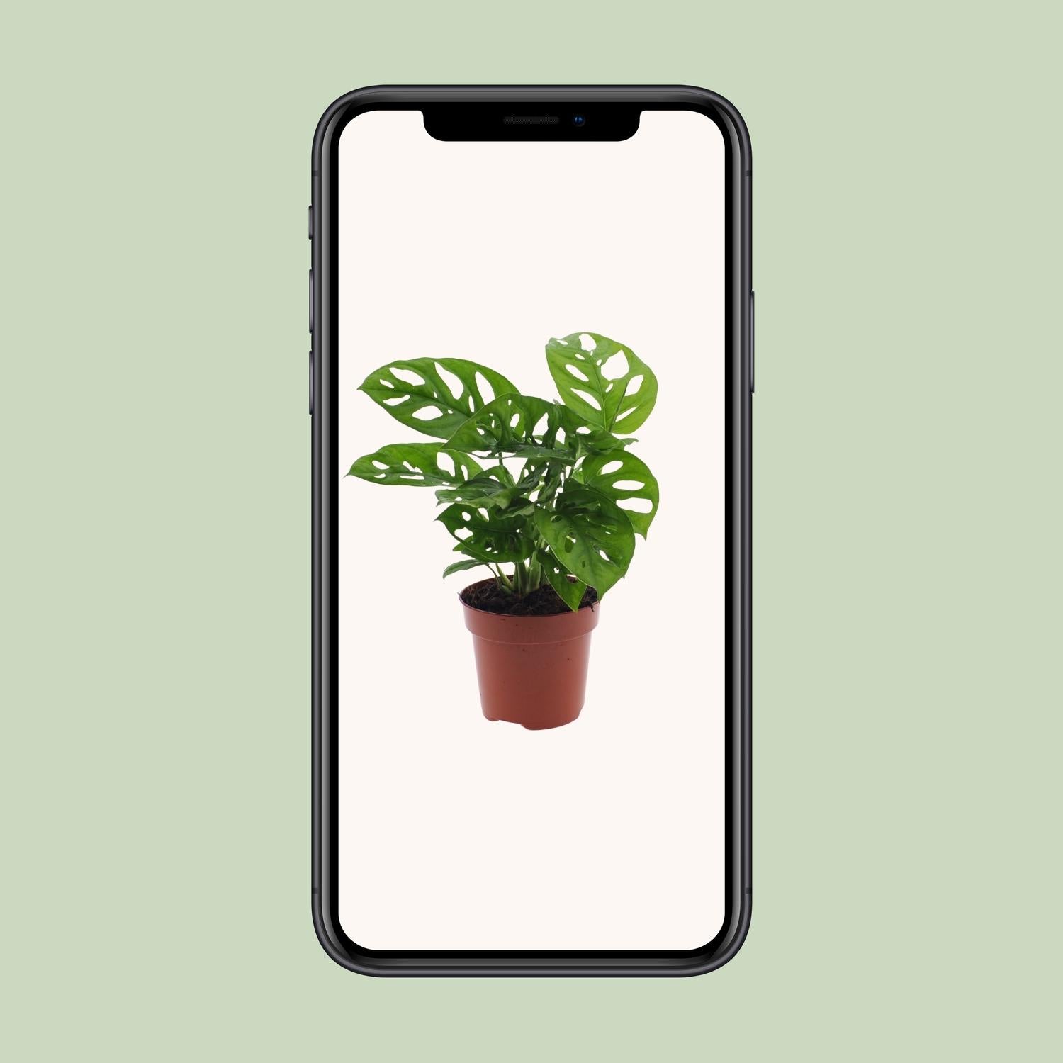 Fensterblatt – Monstera adansonii 'Monkey Leaf' – 30 cm – Ø12 cm - Plantabulous