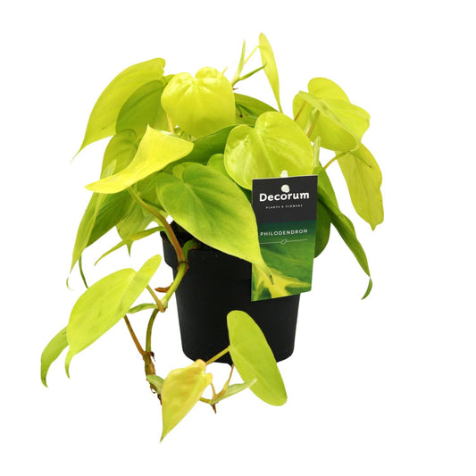 Philodendron – Philodendron 'Lime' – ↑20 cm – Ø12 cm