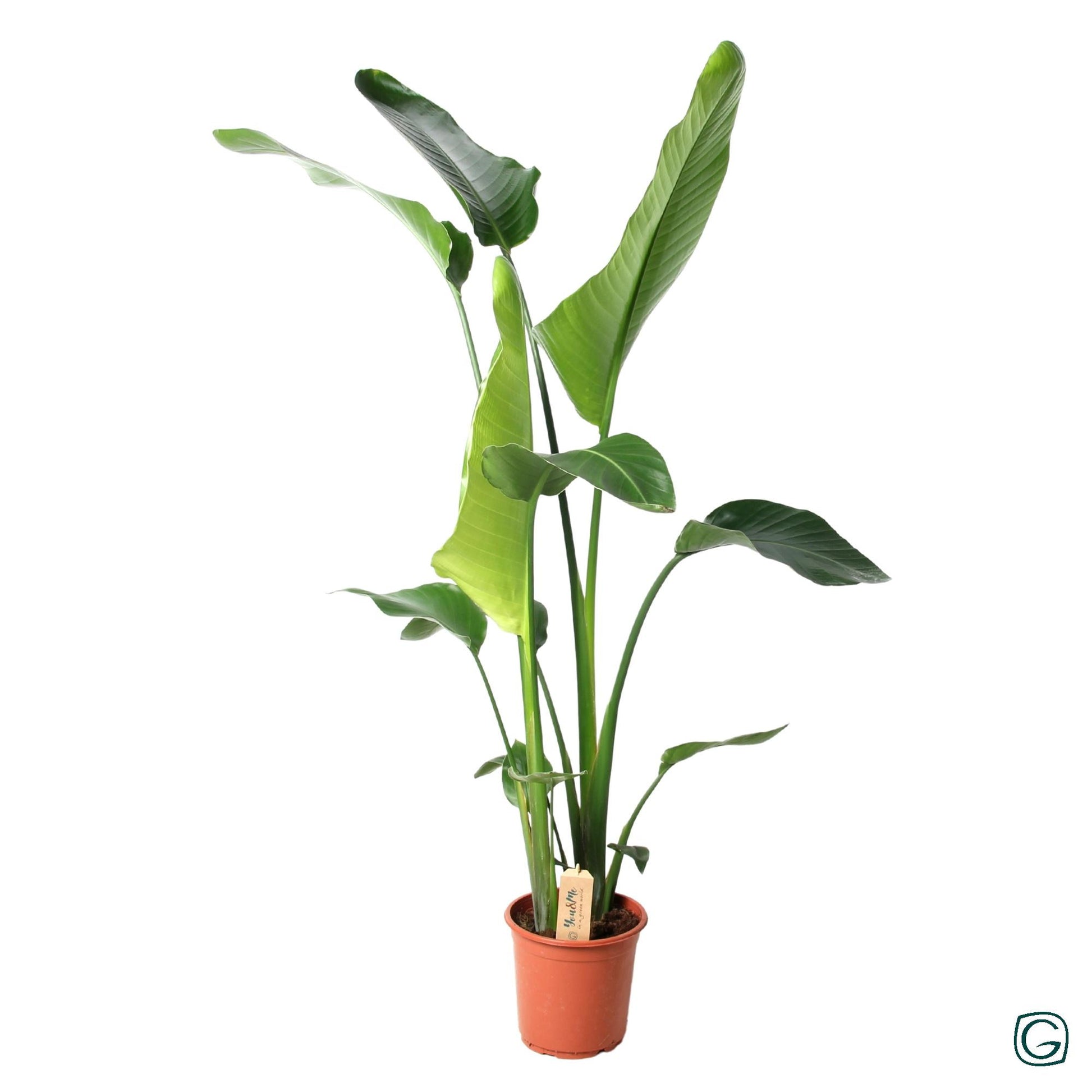 Strelitzia Nicolai - Ø21cm - ↕100cm - Plantabulous